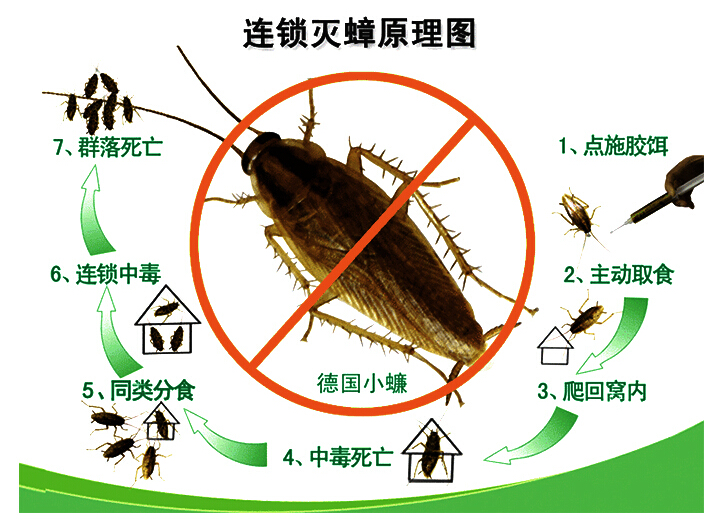 广州杀虫公司：蟑螂卵多久能孵出小蟑螂？